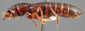 Media type: image;   Entomology 27498 Aspect: habitus lateral view